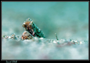 Snake eel in Marsa Nakari's house reef :-D by Daniel Strub 